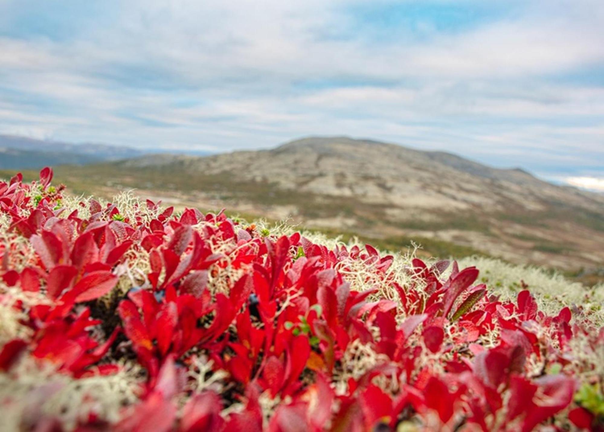 Hovringen Hogfjellshotell Exteriör bild
